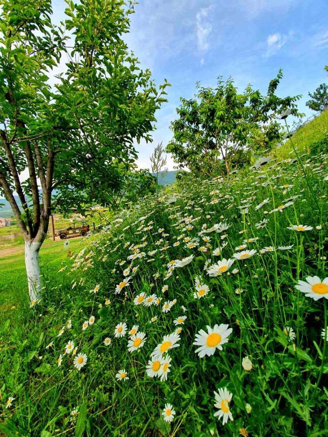 Guest House Ijevan'S Garden Exterior foto