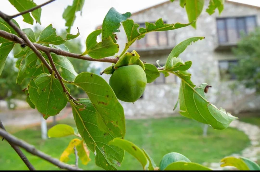 Guest House Ijevan'S Garden Exterior foto